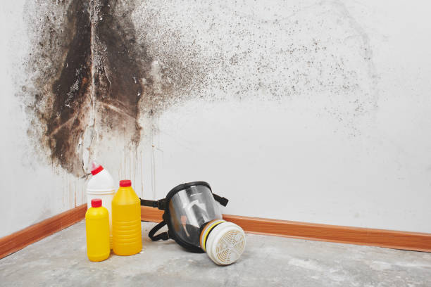 Best Best Mold Removal Companies  in Foreman, AR