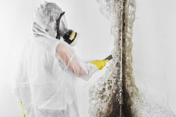 Best Office Mold Removal Services  in Foreman, AR