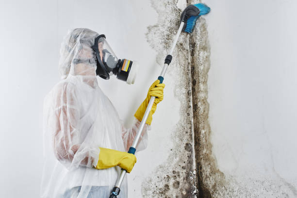 Best Mold Removal Near Me  in Foreman, AR
