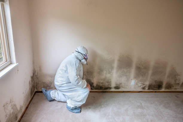 Best Mold Testing  in Foreman, AR